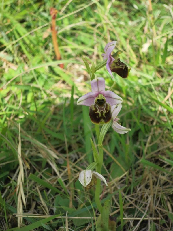 Ophrys bourdon 01